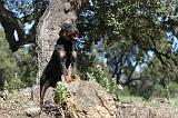 JAGDTERRIER ALLEMAND 017